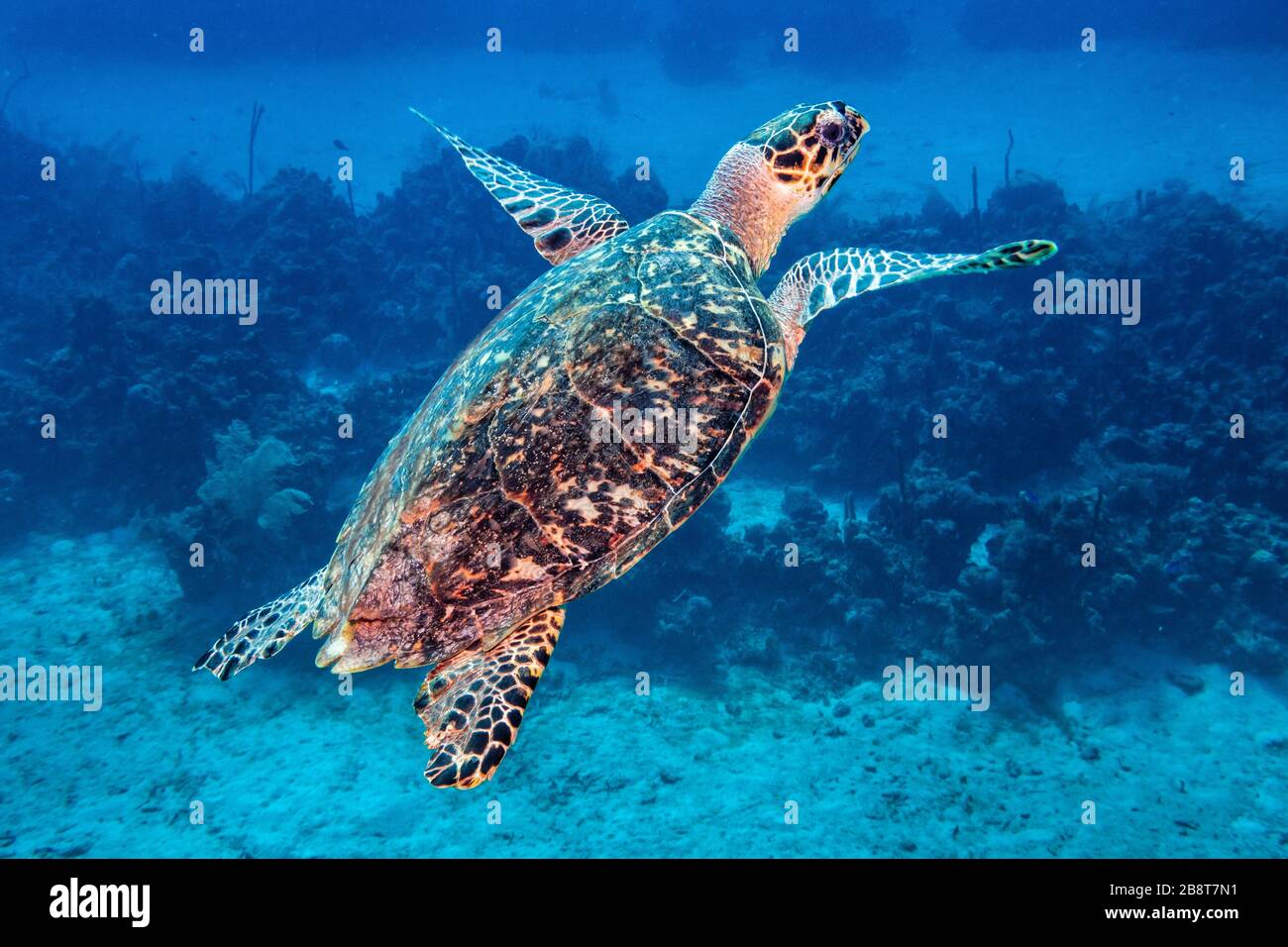 A hawksbill sea turtle heading to the surface after feeding off the coast of Grand Caymanin the Cayman Islands in the Caribbean. Stock Photo