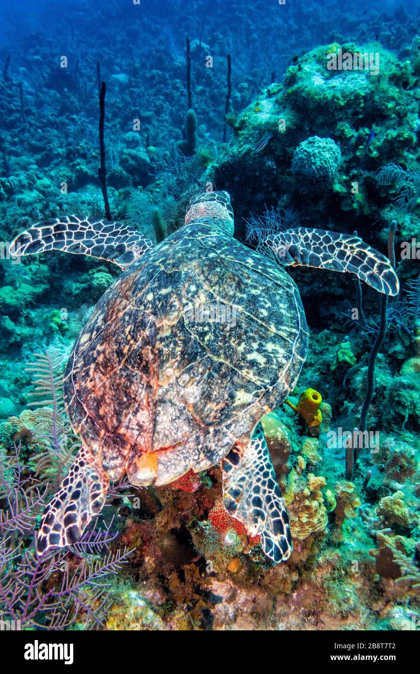 A hawksbill sea turtle glides over the reef off the coast of Grand Caymanin the Cayman Islands in the Caribbean. Stock Photo