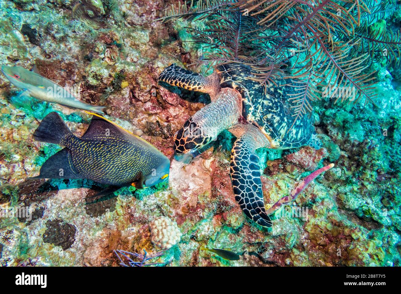A hawksbill sea turtle and a french angelfish frolic off the coast of Grand Caymanin the Cayman Islands in the Caribbean. Stock Photo