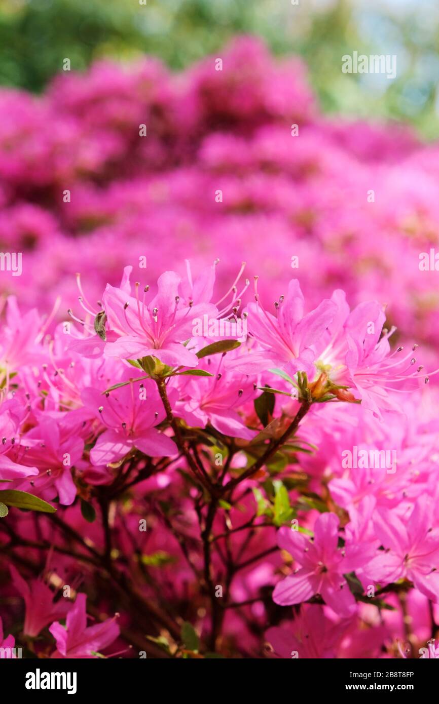 Rhododendron hatsugiri hi-res stock photography and images - Alamy