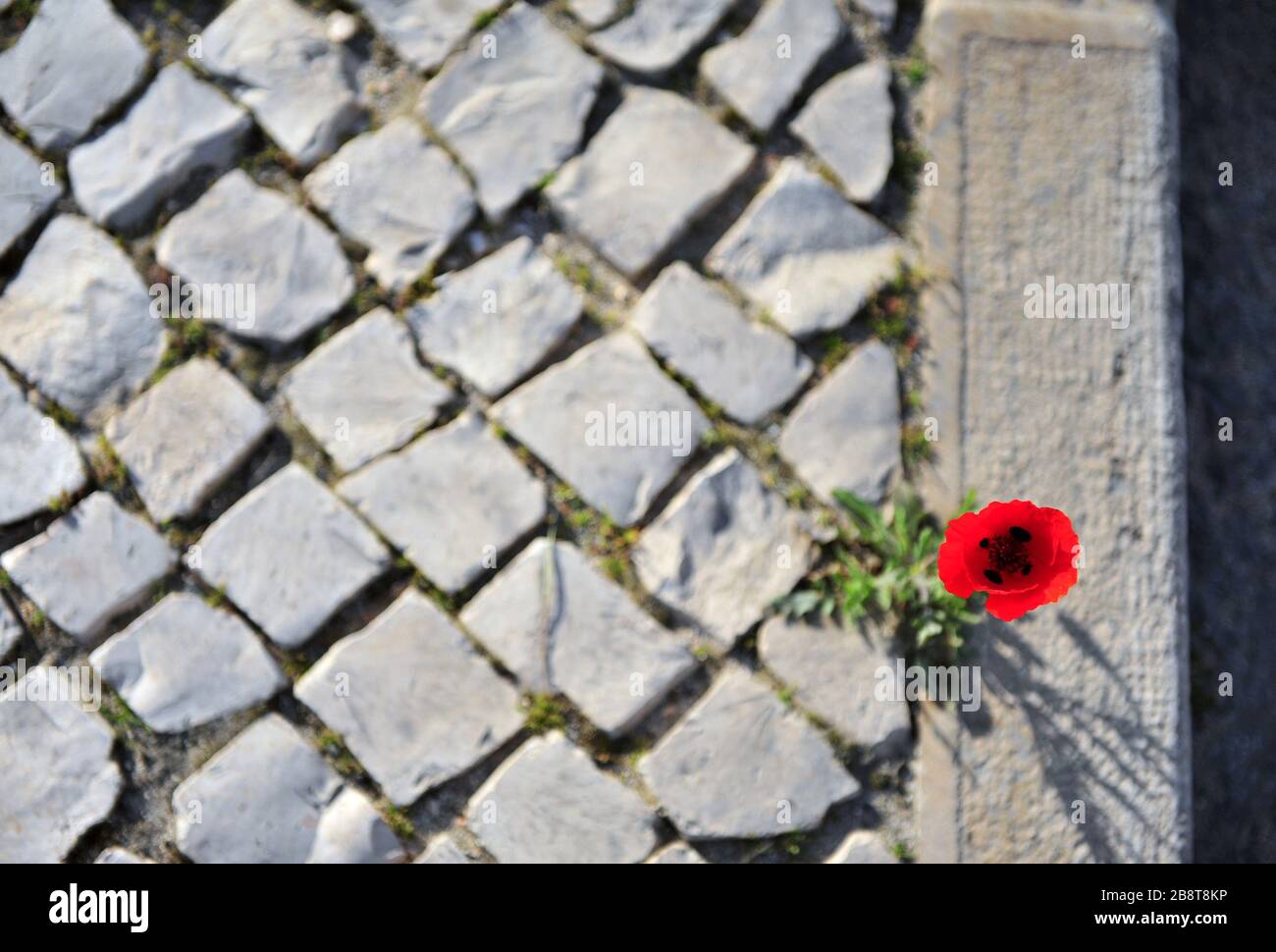 Red poppy flower growing on asphalt road, top view Stock Photo