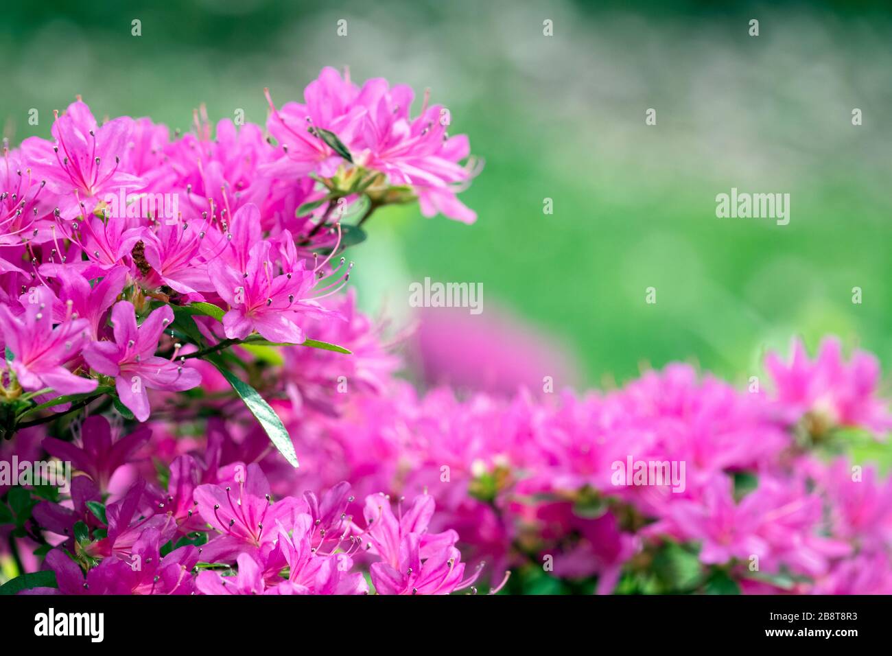 Vibrant pink flowers of Rhododendron 'Hatsu-giri', Evergreen Azalea Hatsu-giri in Spring Stock Photo