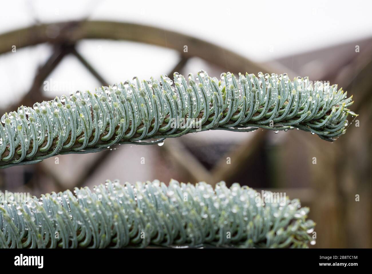 Blue needles of Noble fir (Abies procera) are covered with water droplets after a day with drizzle and rain Stock Photo
