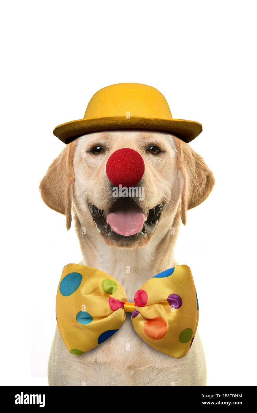 Labrador retriever with a huge smile dressed up as a clown on a white background Stock Photo