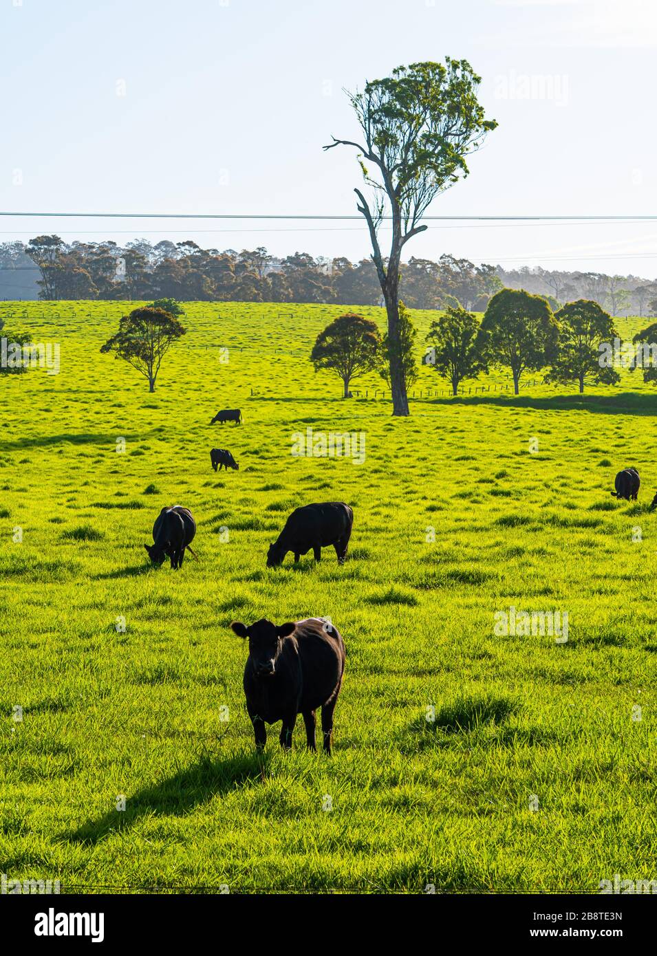 Cattle graze on fresh grass after recent rain in Southern NSW, Australia Stock Photo