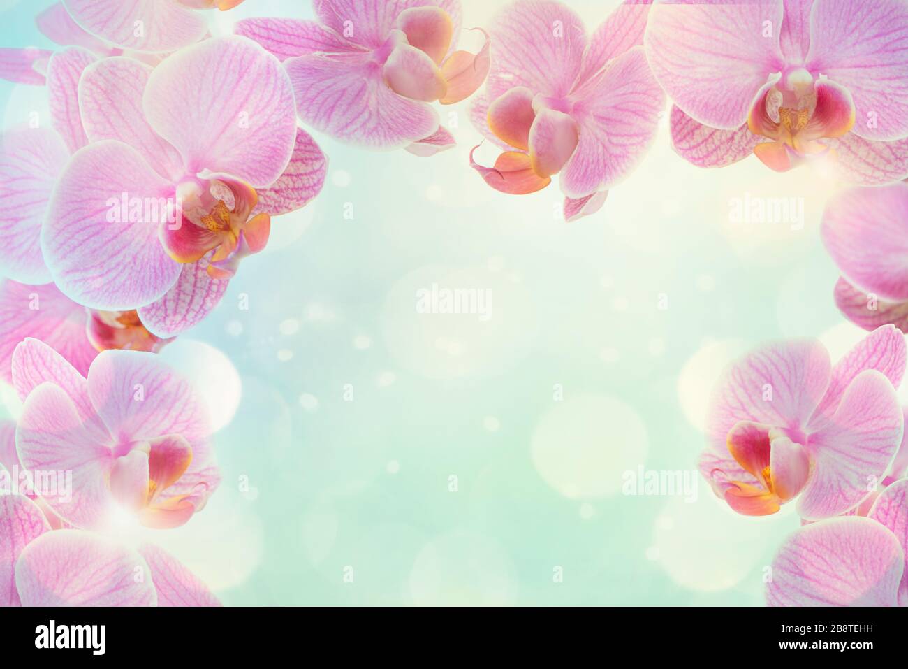 Orchid light blue background hi-res stock photography and images - Alamy