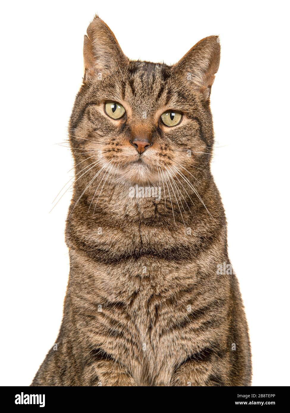 Portait of a tabby cat looking at the camera on a white background in a ...