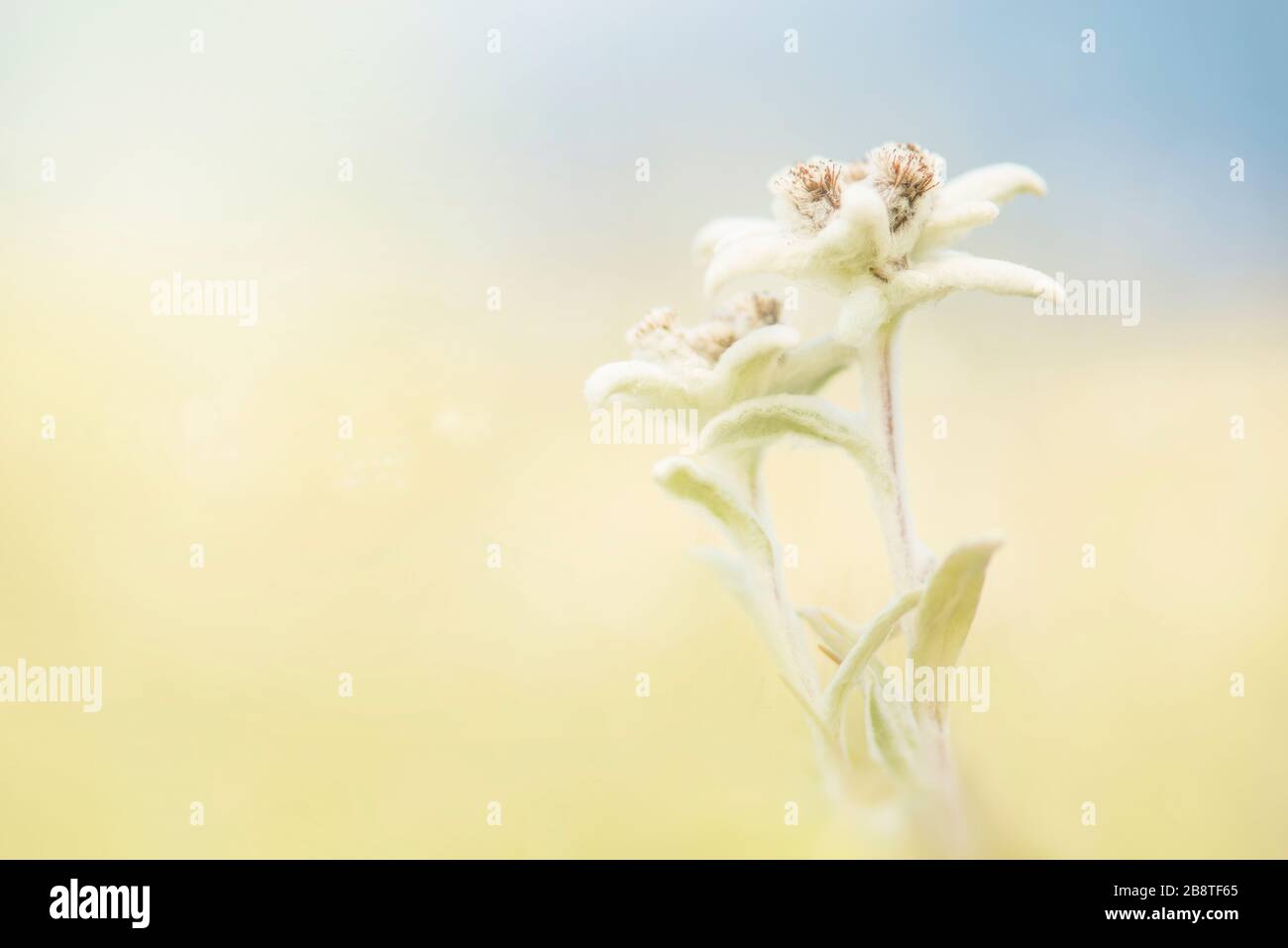 Two blooming edelweiss flowers in a field Stock Photo