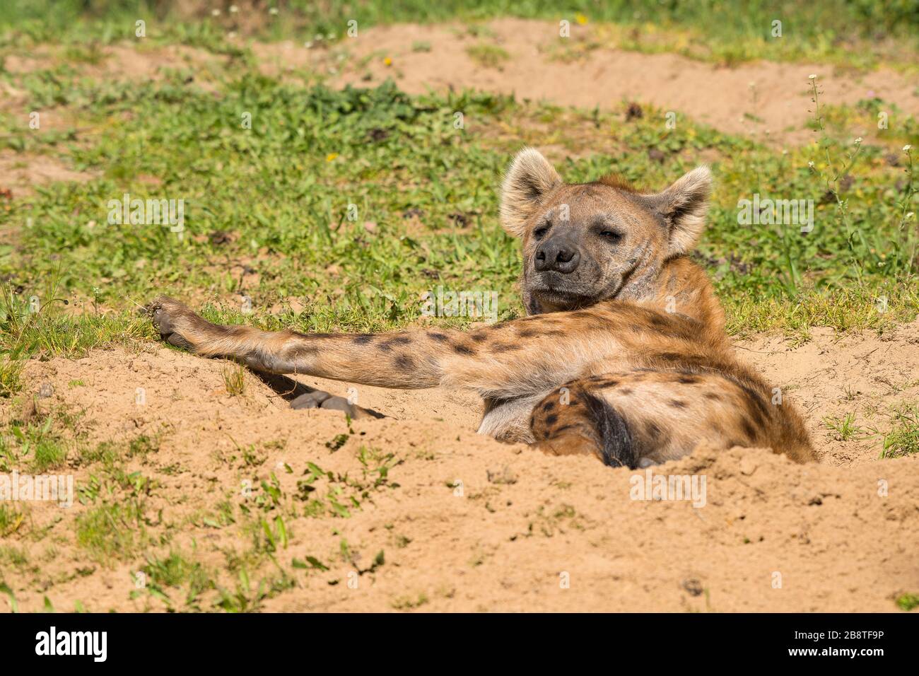 Hyena lying in a sand pit enjoying the sun being lazy Stock Photo