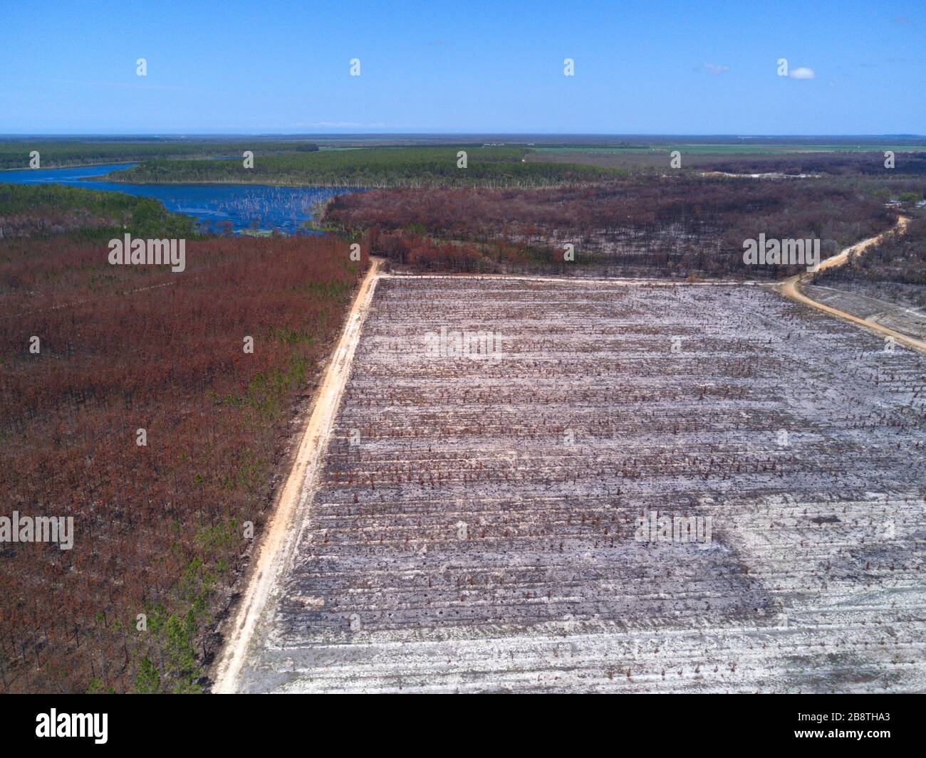 Aerial of commercial pine plantation recently burnt during summer bush fires showing signs of regrowth near Childers Queensland Australia Stock Photo