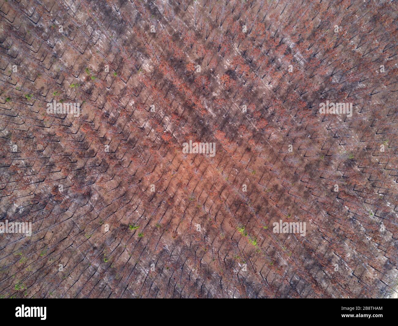 Aerial of commercial pine plantation recently burnt during summer bush fires showing signs of regrowth near Childers Queensland Australia Stock Photo