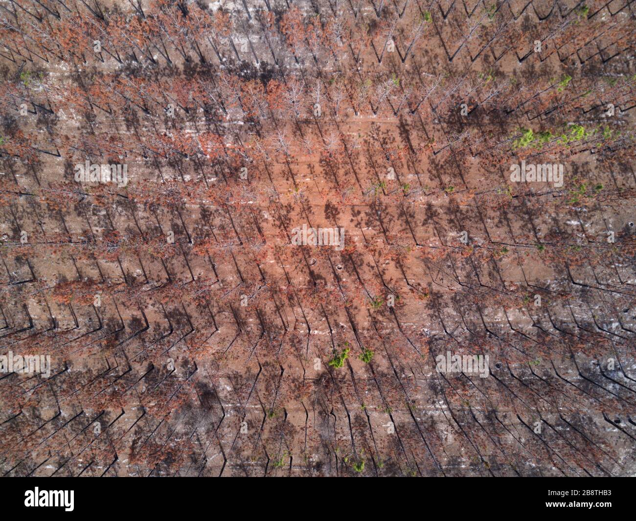 Aerial of commercial pine plantation recently burnt during summer bush fires showing signs of regrowth near Childers Queensland Australia Stock Photo