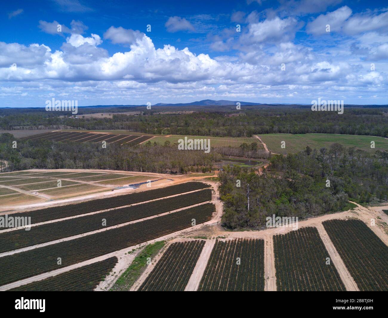 Aerial of pineapple plantations in newly cleared land near Yandaran north of Bundaberg Queensland Australia. Stock Photo