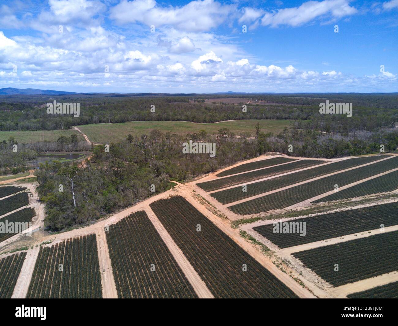 Pineapple plantation queensland hires stock photography and images Alamy