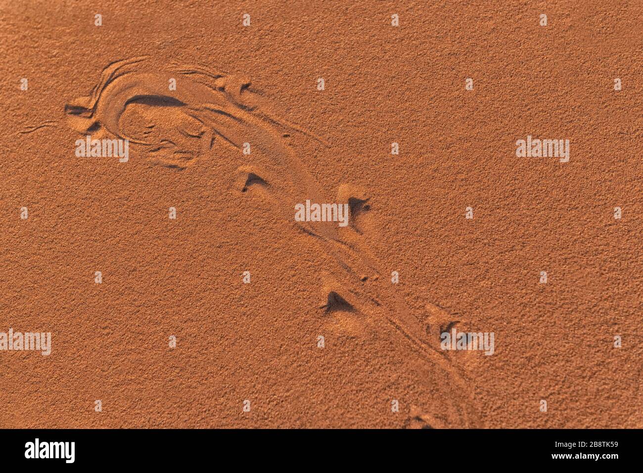 Footprints, tracks of a desert sandfish (scincus, common skink) at the Erg Chebbi sand dunes in Merzouga, Morocco Stock Photo