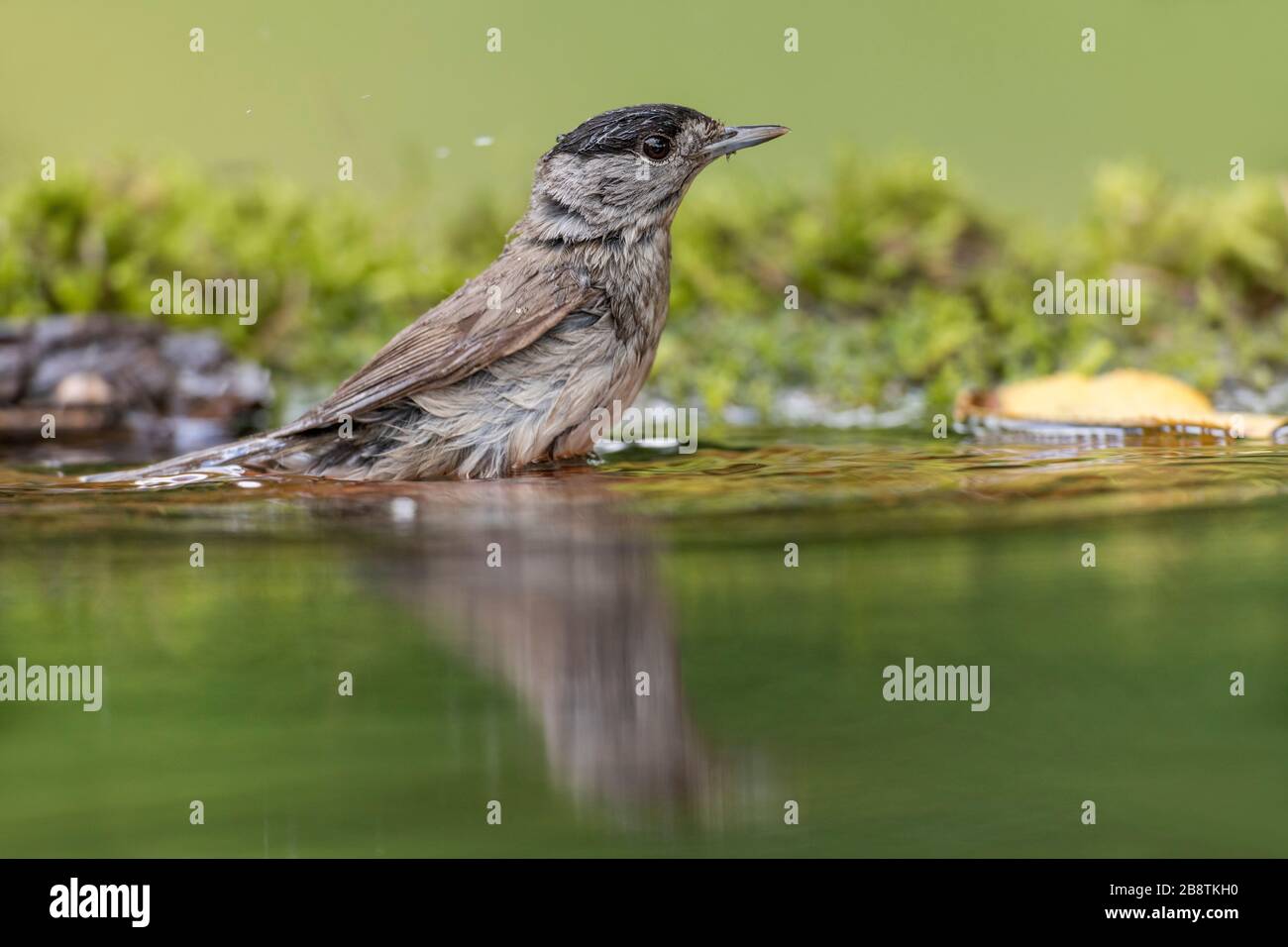 Blackcap; Sylvia atricapilla; Male Bathing; UK Stock Photo
