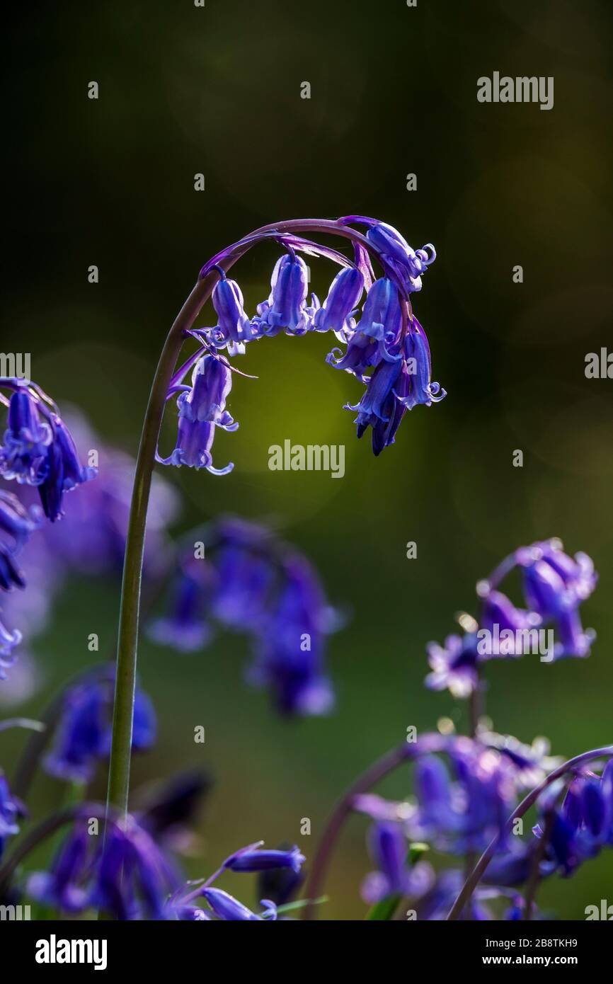 Bluebell; Hyacinthoides non-scripta; Flower; UK Stock Photo