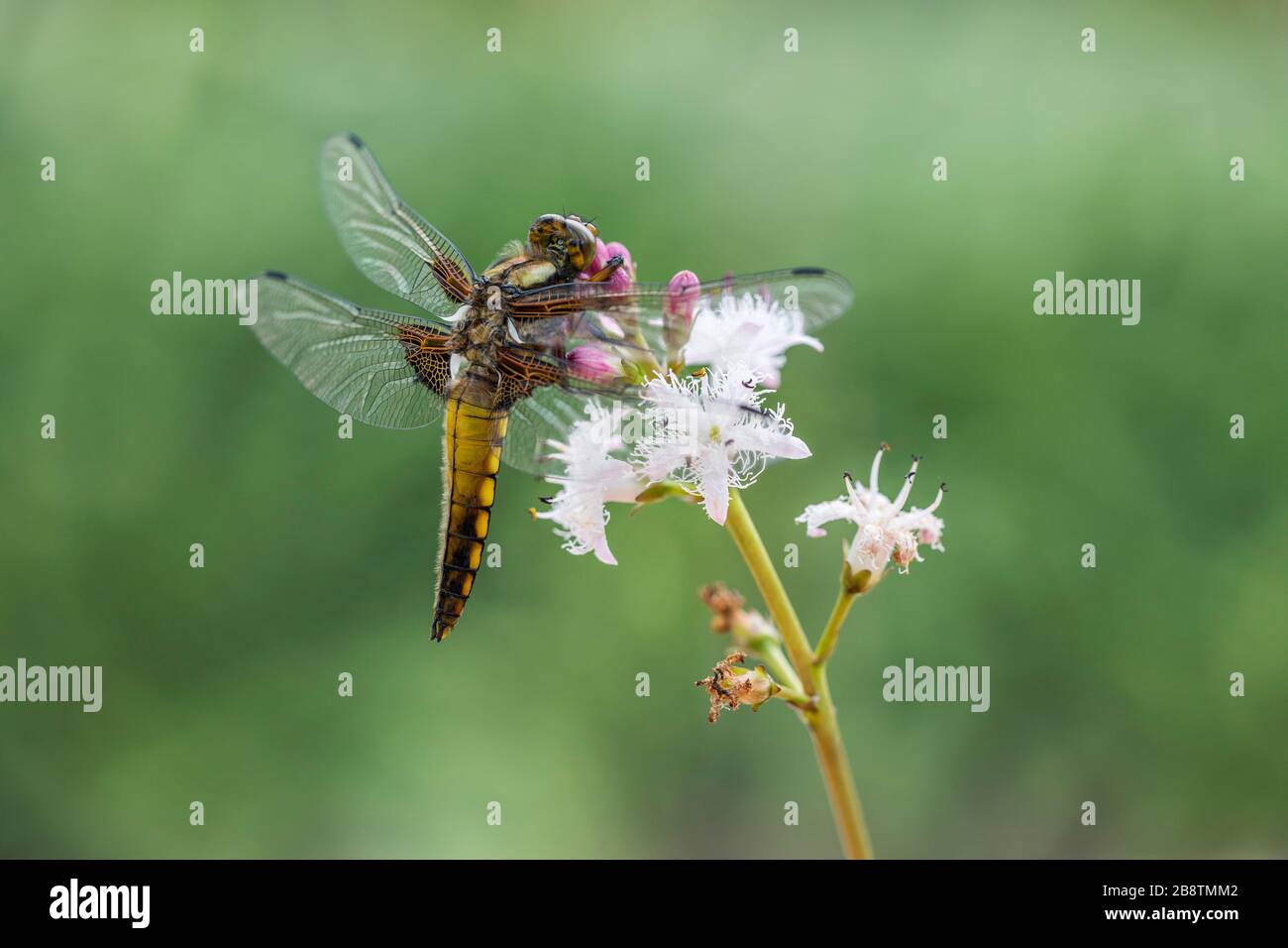 Broad Bodied Chaser Dragonfly; Libellula depressa; Immature Male; UK Stock Photo