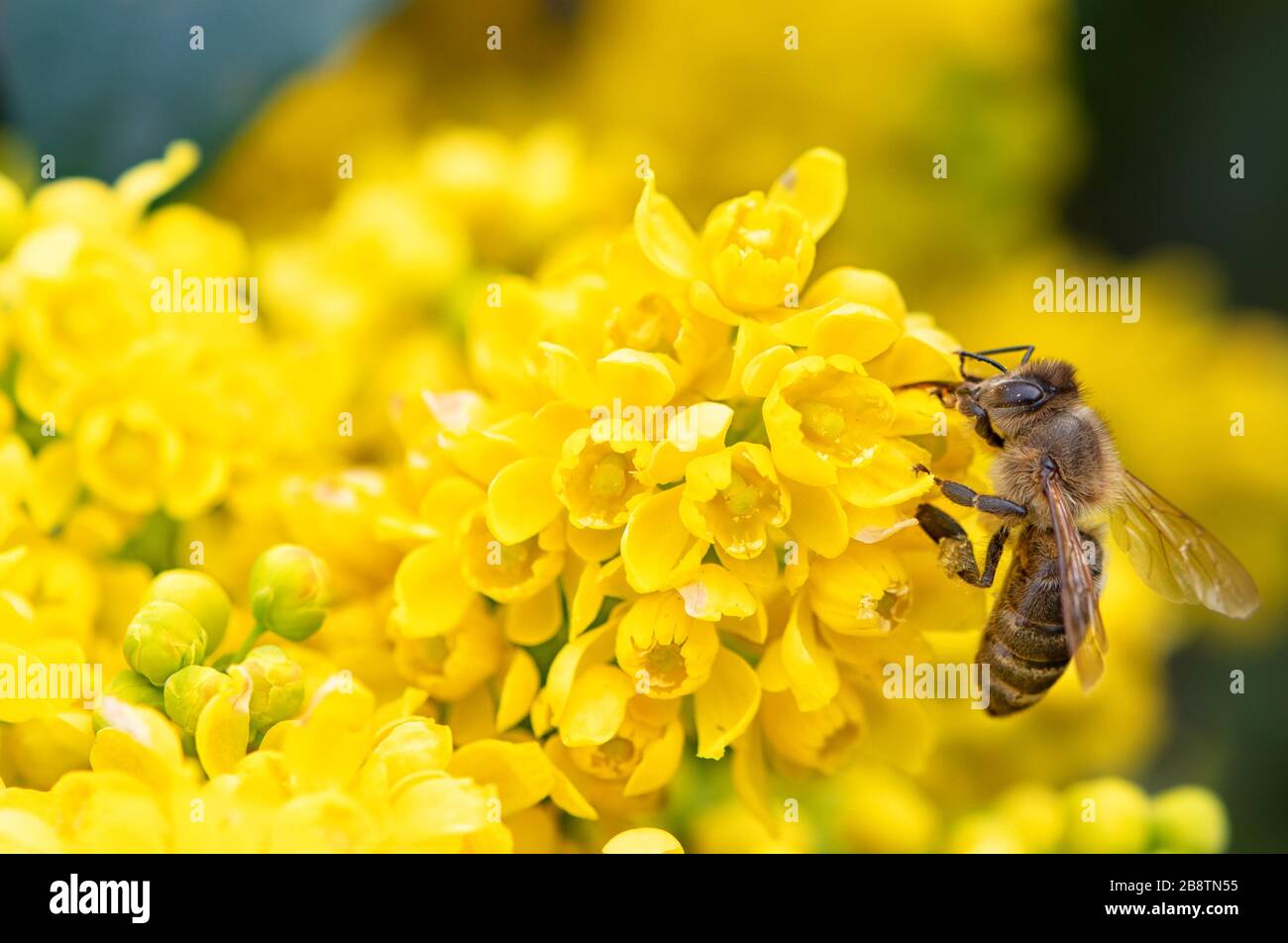 bee collects nectar from a flower Stock Photo Alamy
