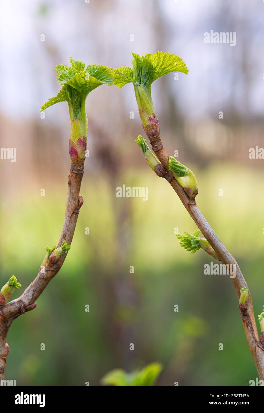 A branches of currant, close-up. Currant in the foreground in focus. The background is blurred. Stock Photo
