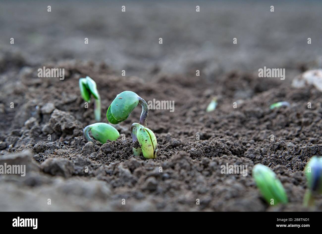 Young soy plant sprouting from soil Stock Photo