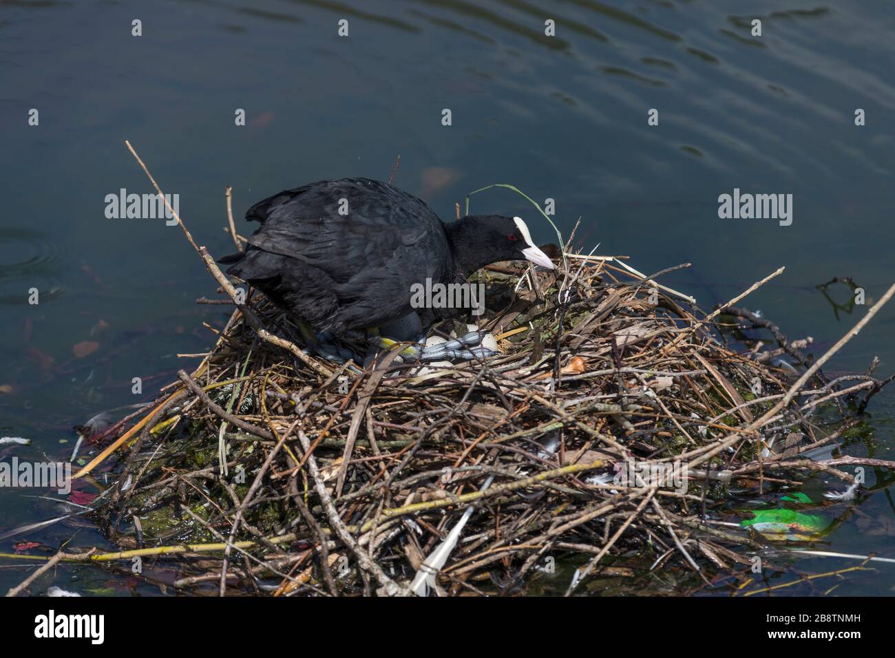 Coot; Fulica atra; Adult at Nest with Eggs; UK Stock Photo