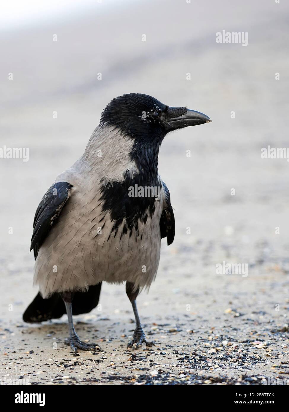 Hooded crow in the wild Stock Photo