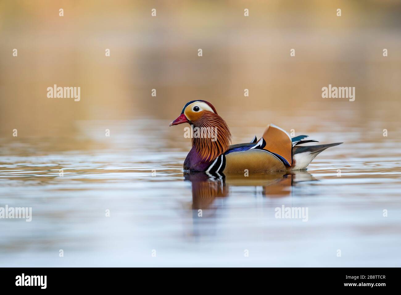 Mandarin Drake; Aix galericulata; Devon; UK Stock Photo