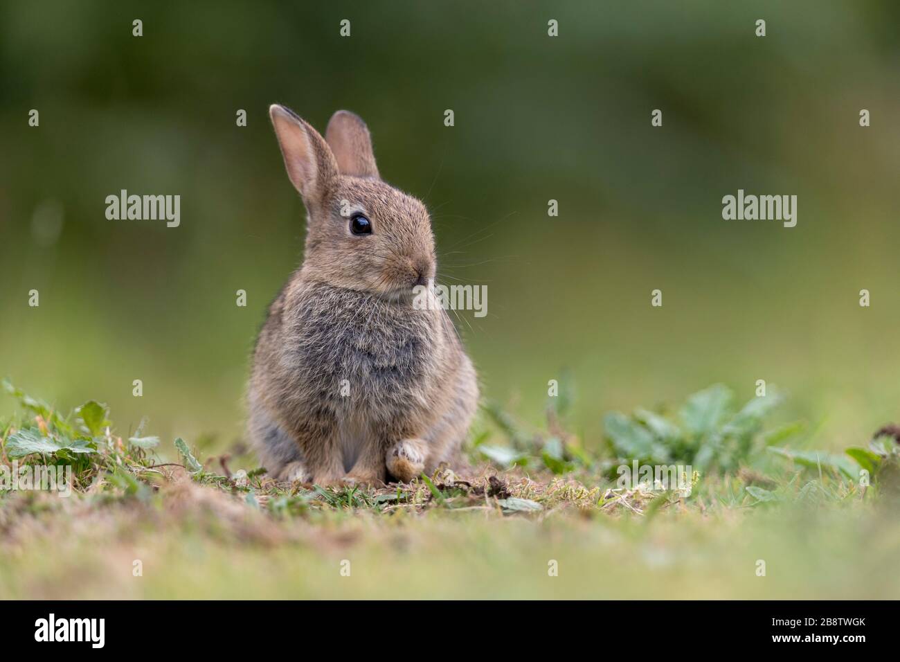 Rabbit; Oryctolagus cuniculus; Juevenile; UK Stock Photo