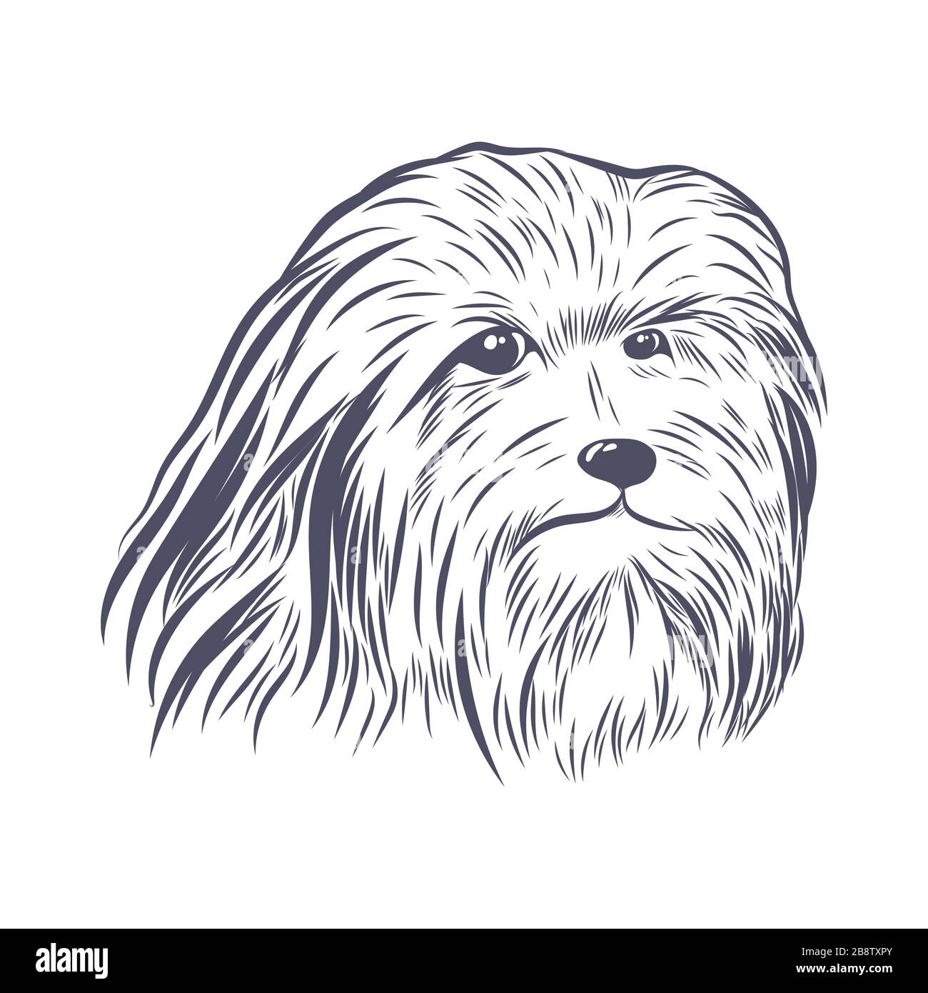 Bearded collie face isolated on white background. Stock Vector