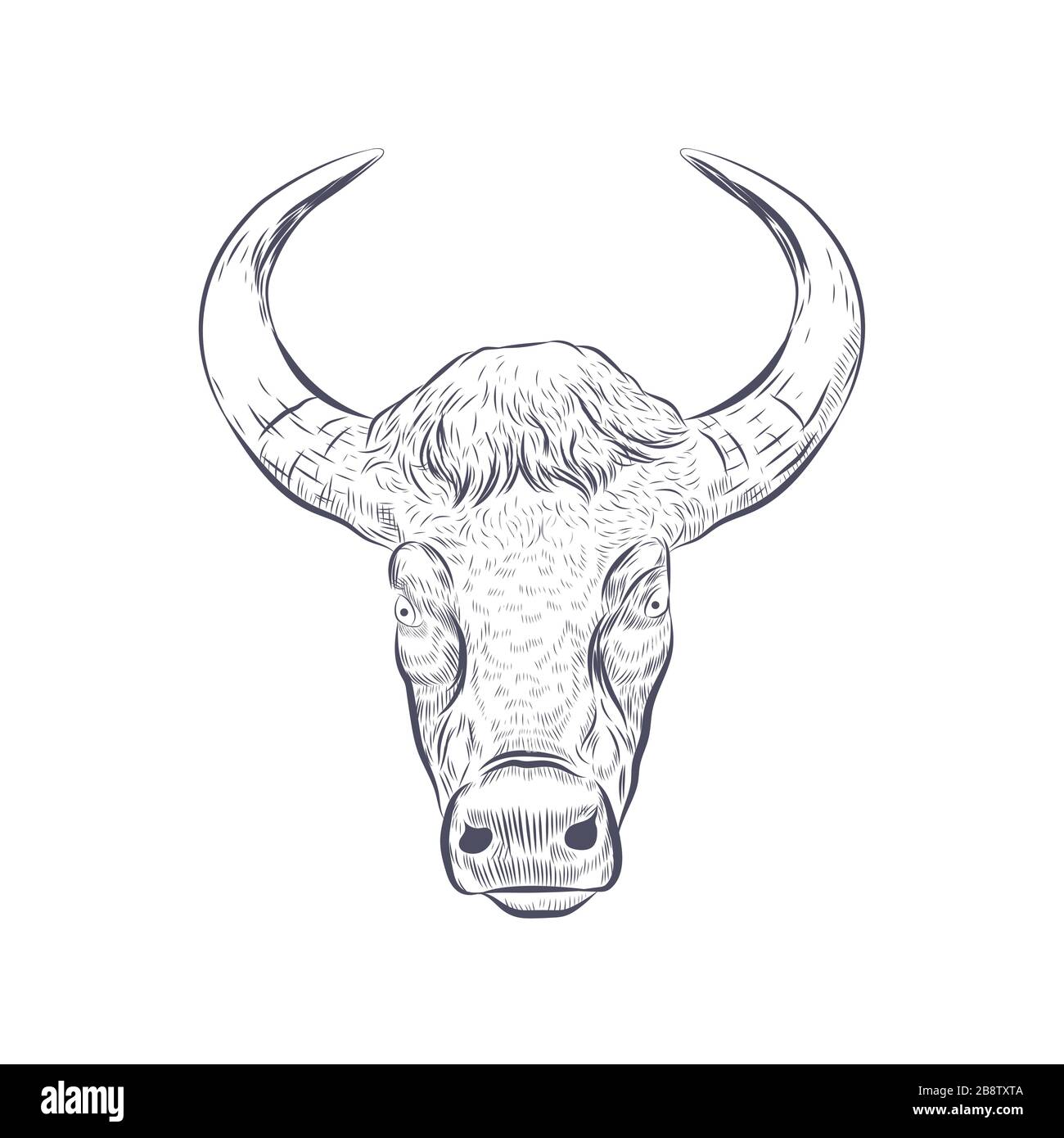 Ox with horns sketch isolated on white background Stock Vector Image ...