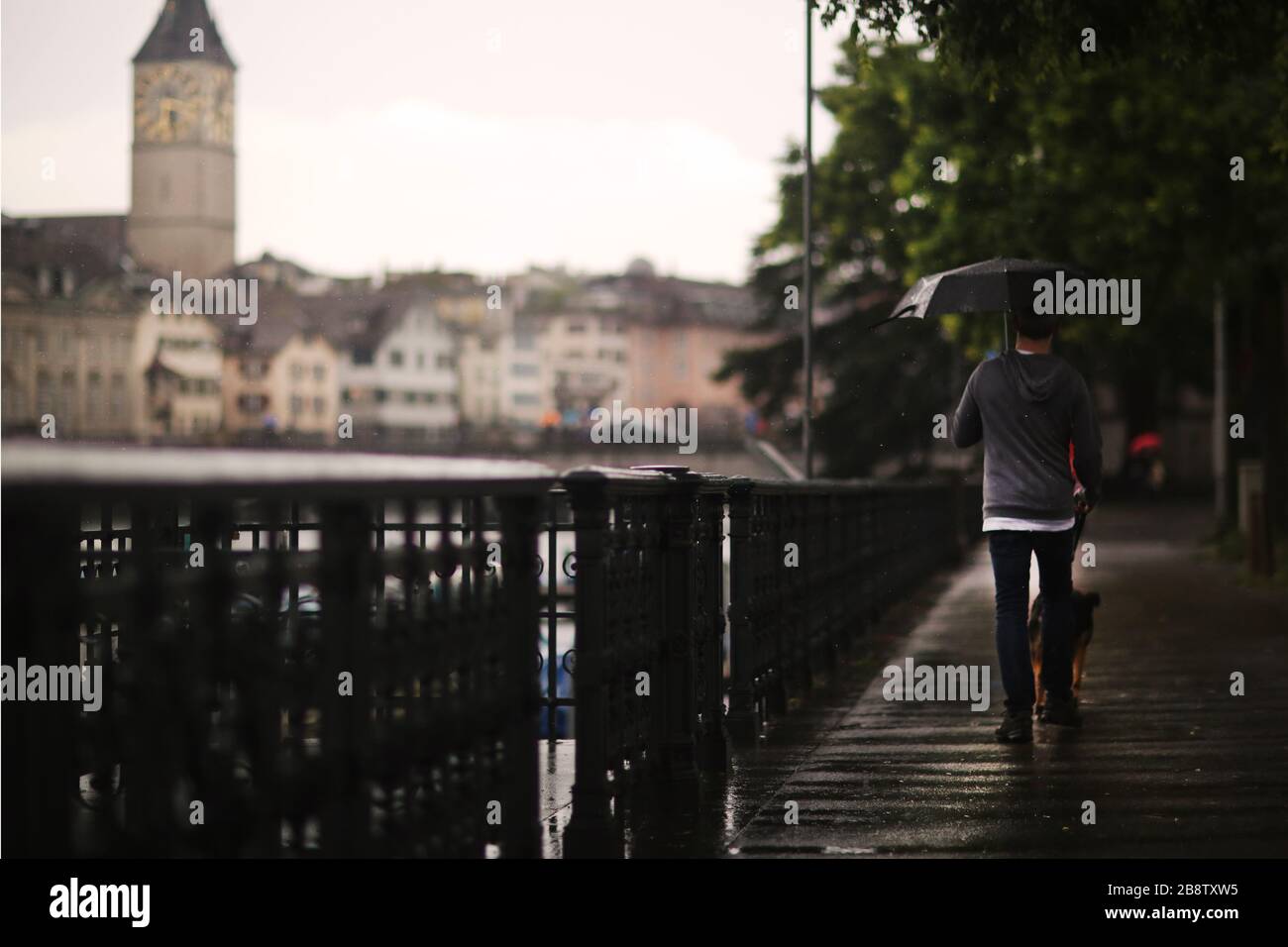 Man Walking Dog In Zurich, Switzerland Stock Photo Alamy