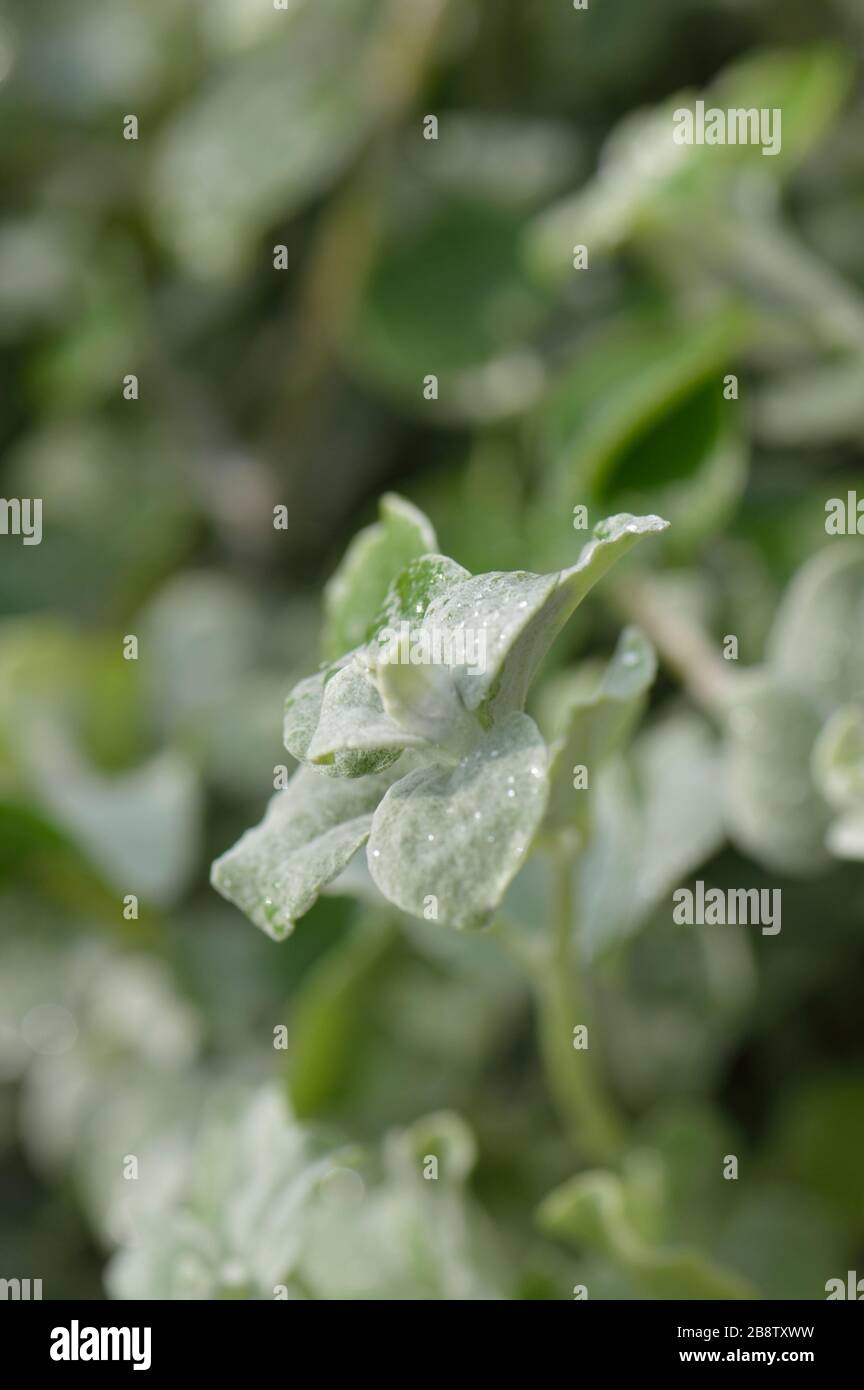 Helichrysum Silver Mist foliage Stock Photo