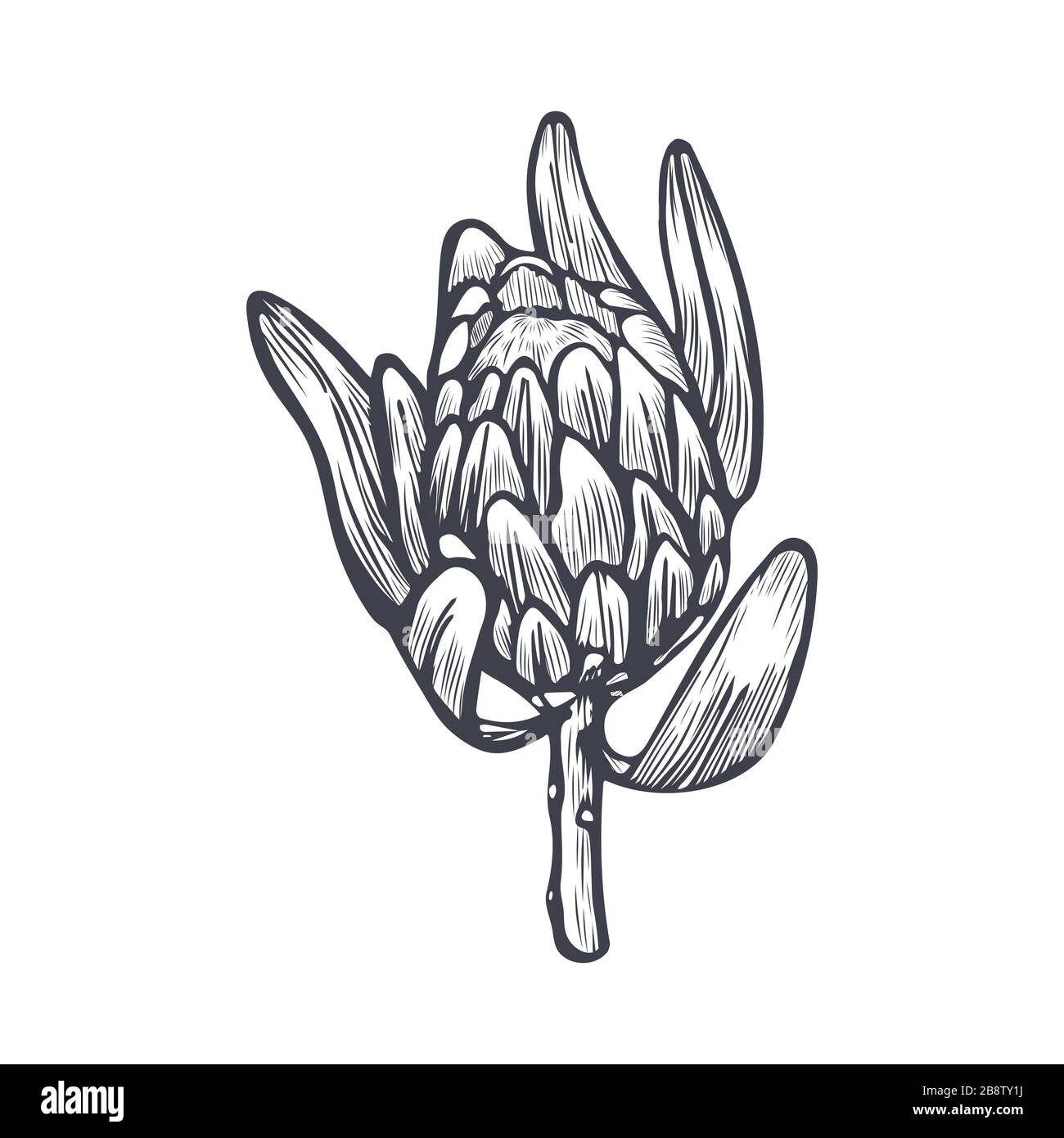 Hand Drawn Flowers png images  PNGWing