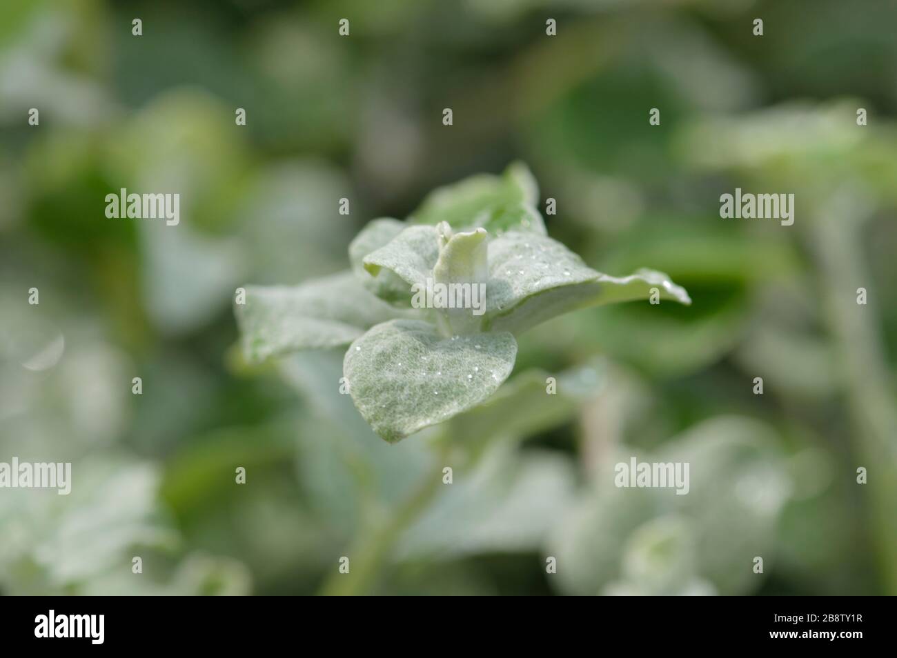 Helichrysum Silver Mist foliage Stock Photo