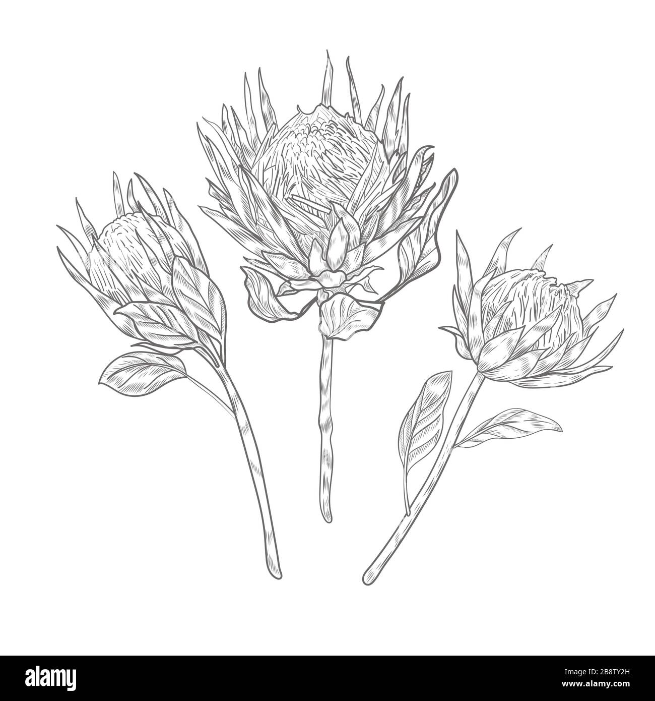 pincushion-protea-drawing - Artist – Brigitte Laurent