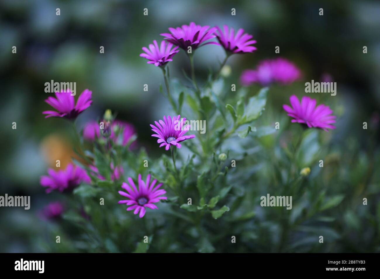 Ice Plant, Part of the Aizoaceae Family Stock Photo