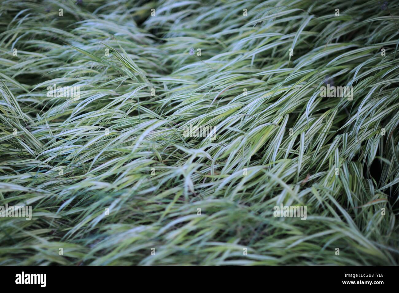 Sweet Grass in Field Stock Photo
