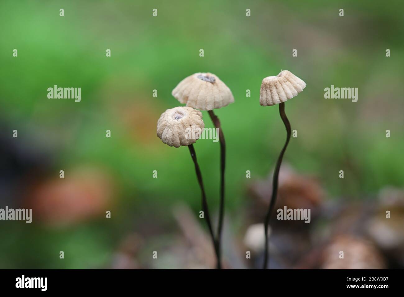 Marasmius wettsteinii, a parachute mushroom from Finland Stock Photo