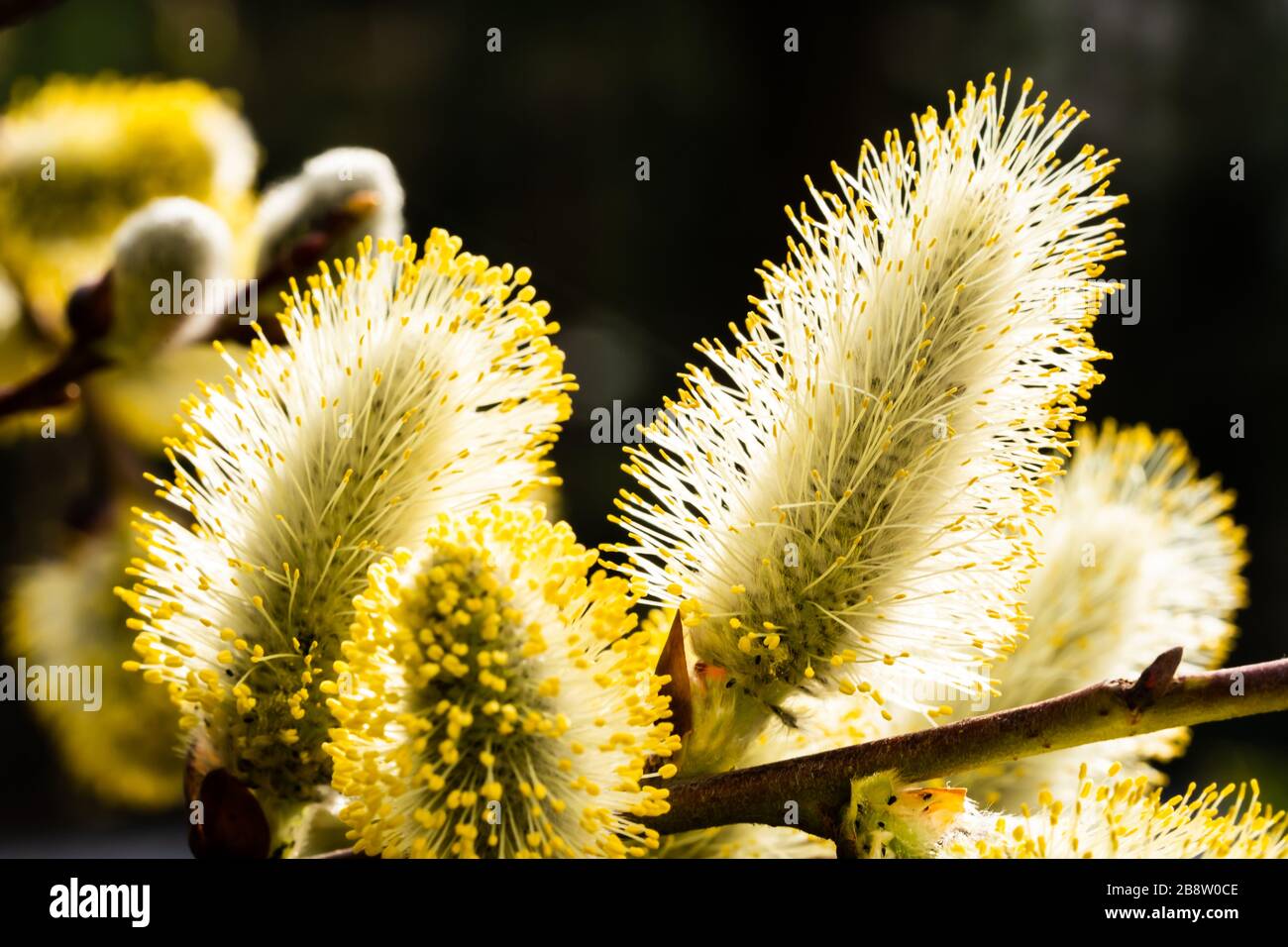 Weeping willow catkin blossom. Salix in yellow flower Stock Photo