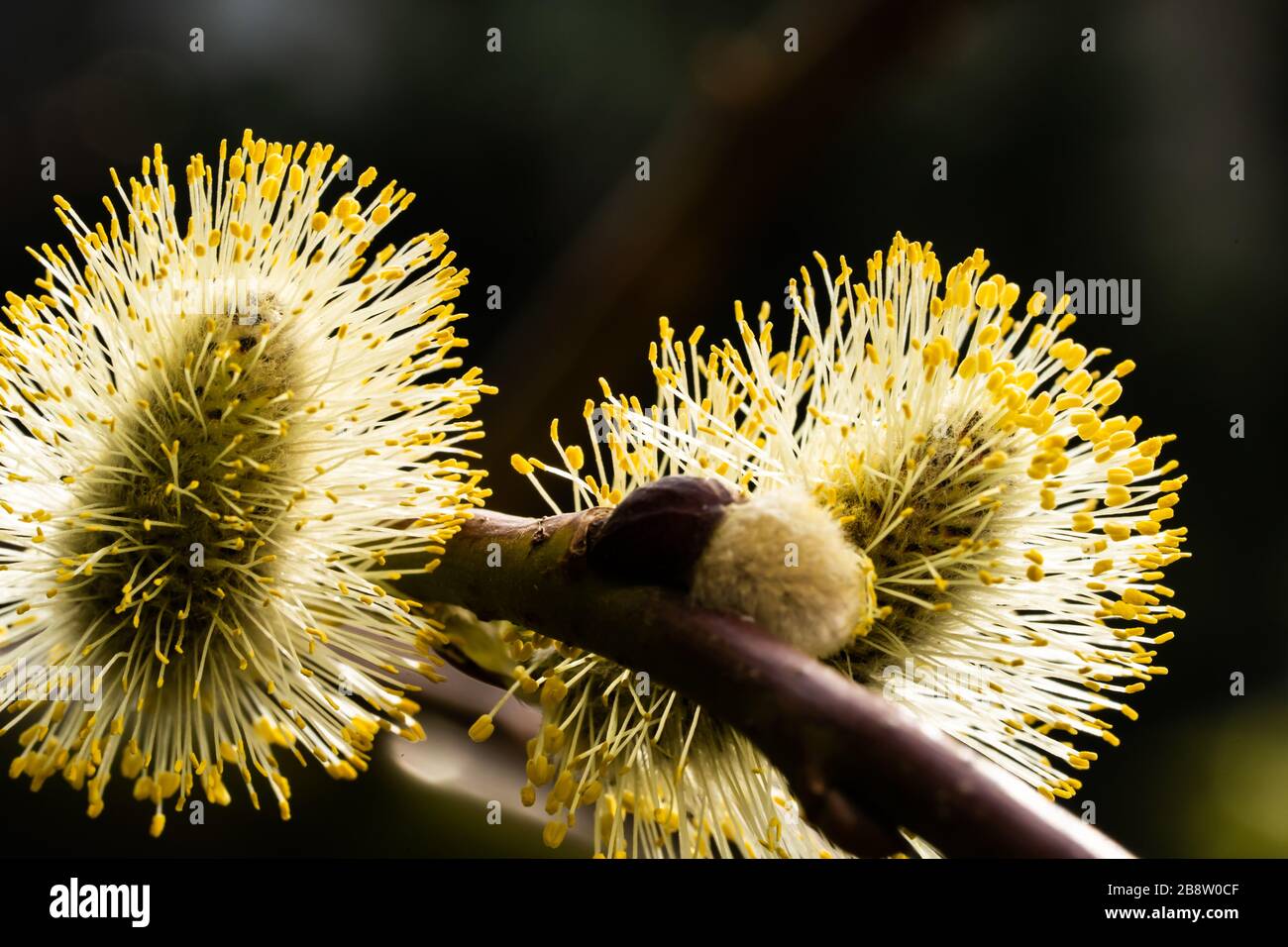 Weeping willow catkin blossom. Salix in yellow flower Stock Photo