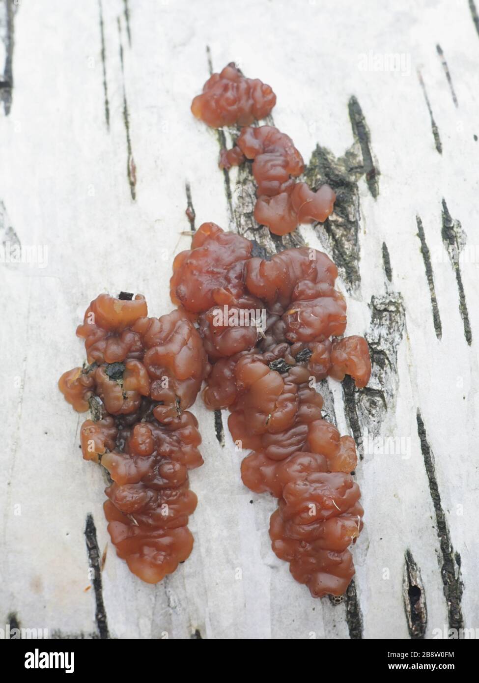 Exidia repanda, commonly known as the Birch Jelly fungus, wild mushrooms from Finland Stock Photo