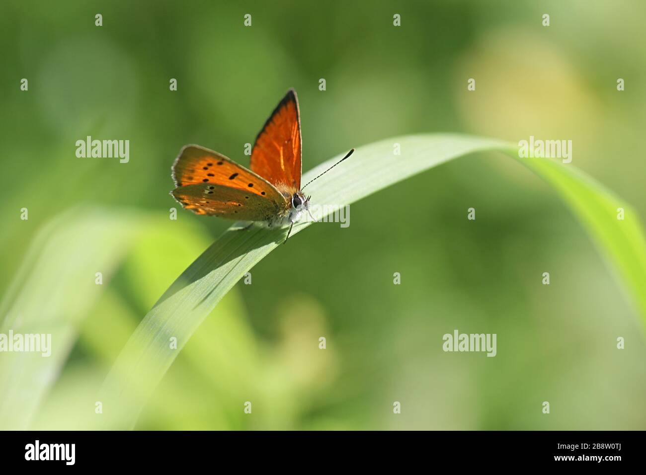 Lycaena virgaureae, known as scarce copper, a butterfly from Finland Stock Photo