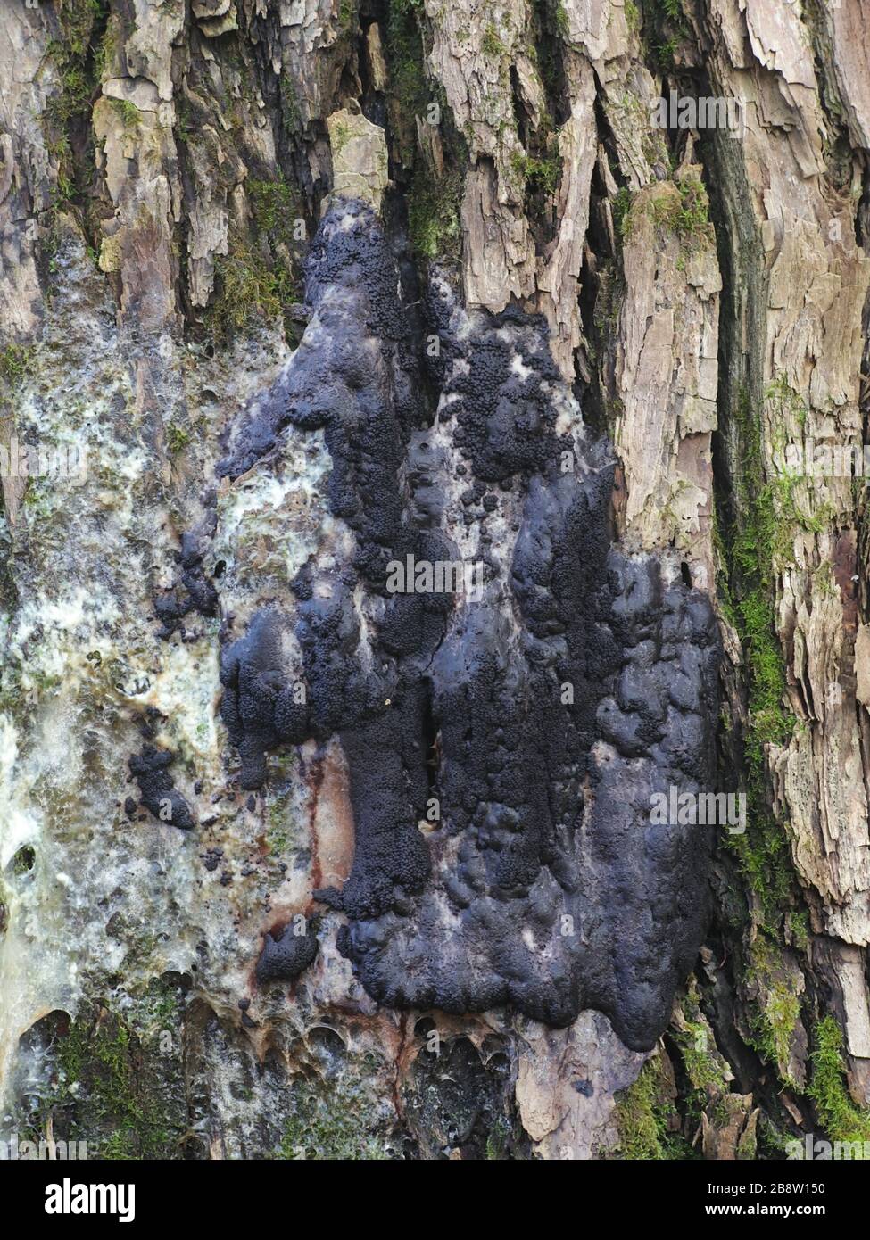 Brefeldia maxima, a species of non-parasitic plasmodial slime mold, commonly known as the tapioca slime mold Stock Photo