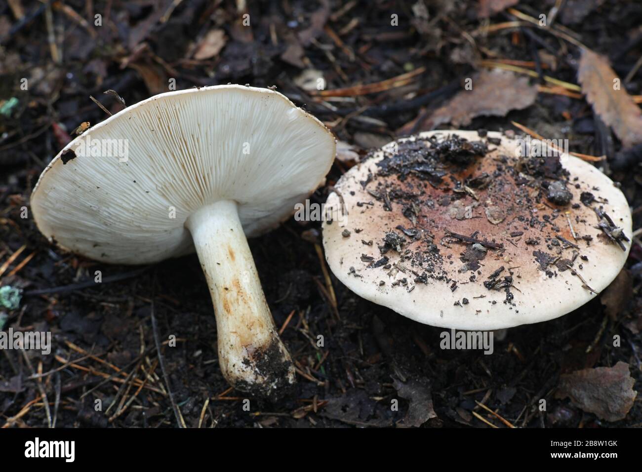 Tricholoma populinum, commonly known as the poplar knight or the cottonwood mushroom, wild fungus from Finland Stock Photo