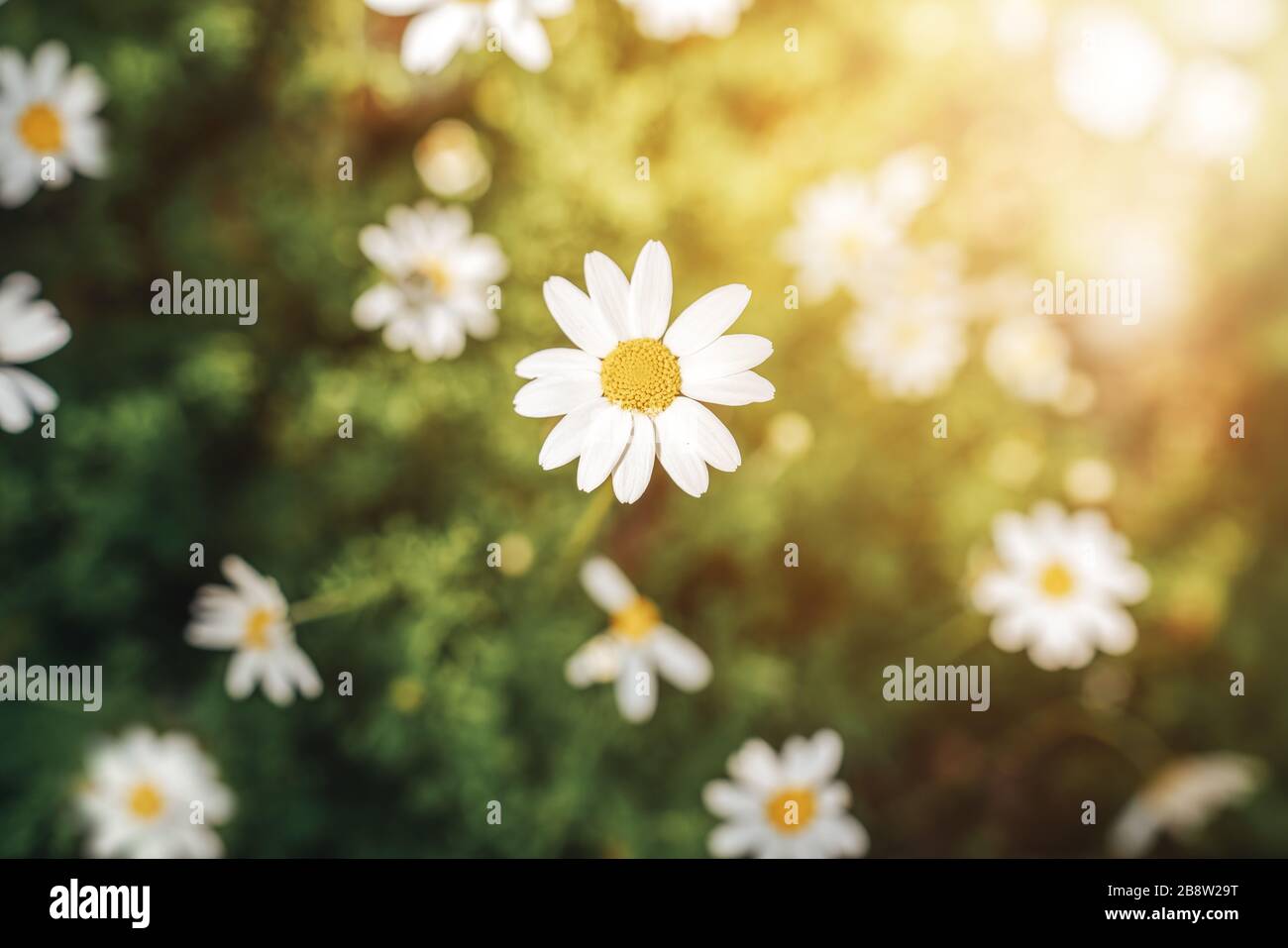 Daisy flower in the grass green shallow depth of field. Beautiful daisy flowers in nature. Spring Concept Stock Photo