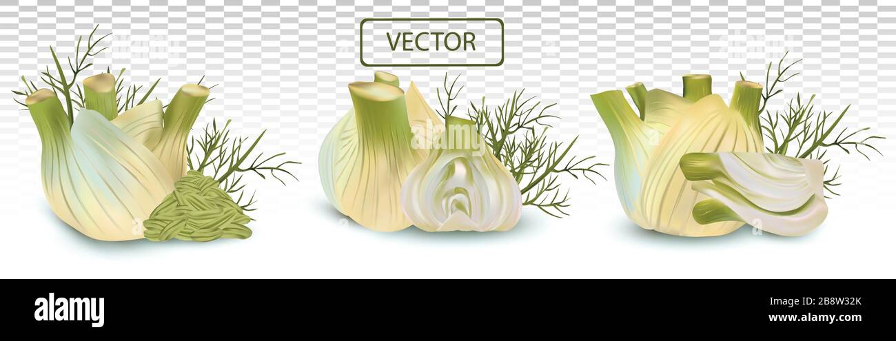 3D realistic fennel with green leaf. Aromatic spices isolated on transparent background. Set vector illustration Stock Vector