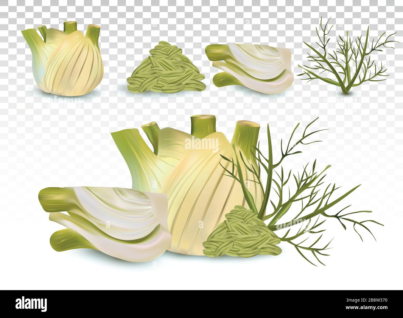 3D realistic fennel with green leaf and seeds. White fennel with green stems. Spices for your menu isolated on transparent background. Vector illustration. Stock Vector