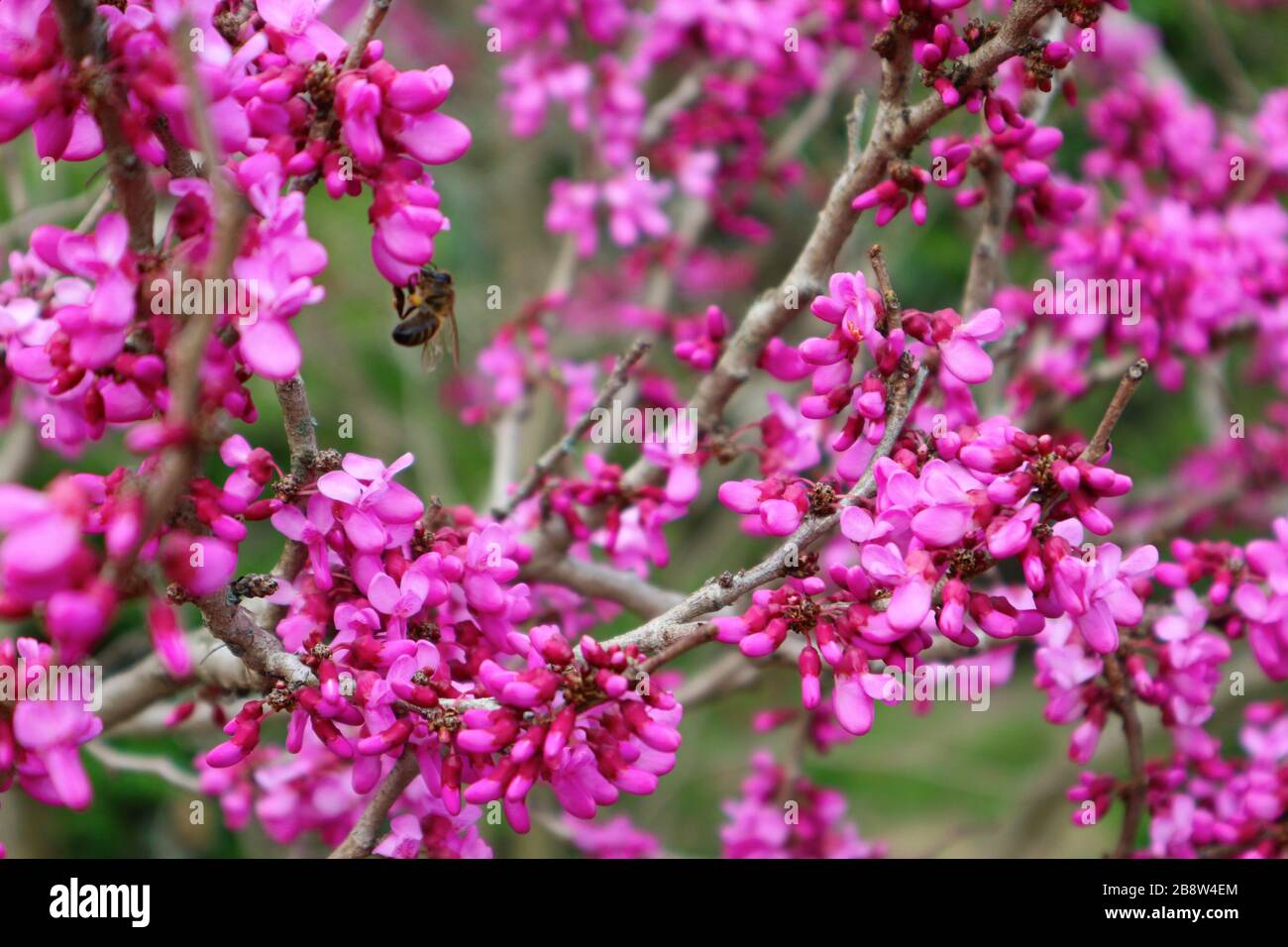 Bright pink cercis tree flowers. Bee on a redbud flower. Springtime Stock Photo