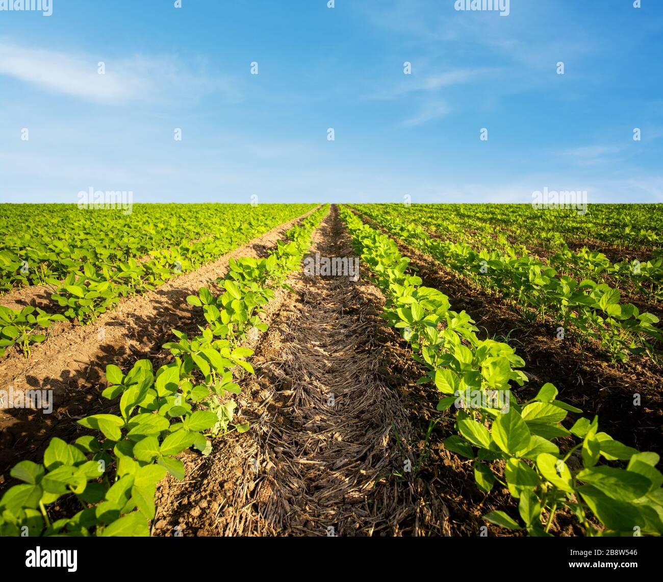 Agricultural Soy Planting On A Huge Field. Green Growing Soybeans Plant ...